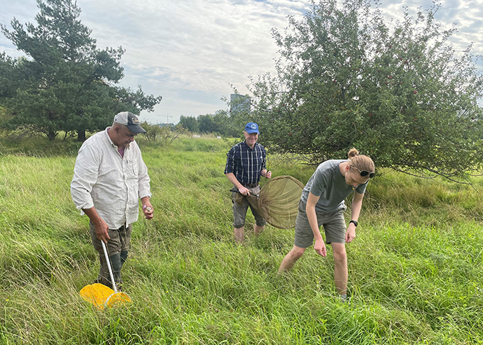 A group of people walking in high grass looking for something