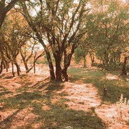 A photo of a quiet spot in a forest with the sun shining through.