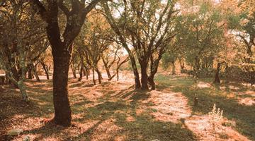 A photo of a quiet spot in a forest with the sun shining through.