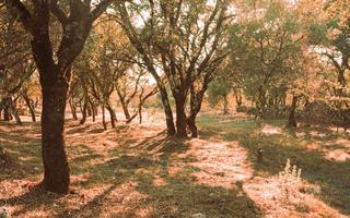 A photo of a quiet spot in a forest with the sun shining through.