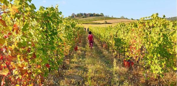 Vineyards from the prespective of someone walking in them. 