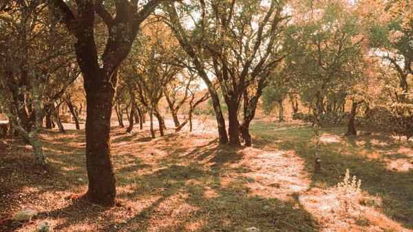 A photo of a quiet spot in a forest with the sun shining through.